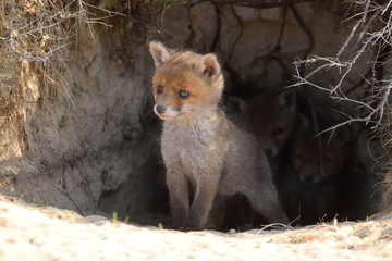 Young fox standing in front of their den looking at the meadow world. The photo was taken in the Amsterdam water supply dunes in the Netherlands