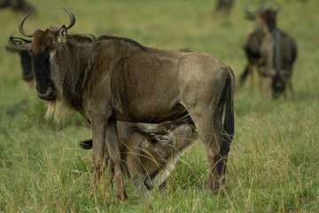 Baby wildebeest nursing from its mother