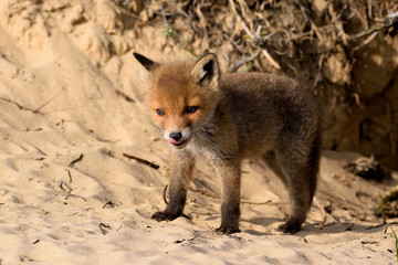 Young fox standing in front of their den looking at the meadow world. The photo was taken in the Amsterdam water supply dunes in the Netherlands