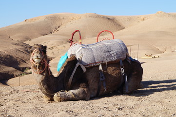 camel in the desert