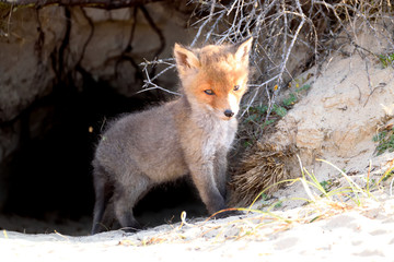 Young fox standing in front of their den looking at the meadow world. The photo was taken in the Amsterdam water supply dunes in the Netherlands