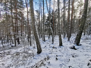 Snowy forest scene.