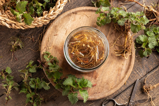 Preparation of herbal tincture from fresh nettle root in spring