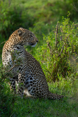 Fototapeta na wymiar wild leopard in the afternoon sun