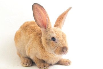 Cute red  brown rex rabbit isolated on white background