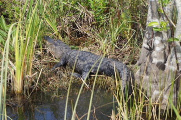aligator in the water