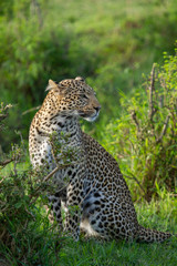 wild leopard in the afternoon sun