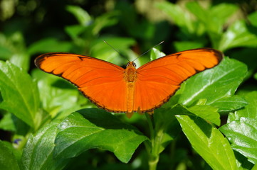 butterfly on leaf