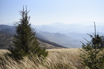 Bieszczady Mountain park with top view in high sun