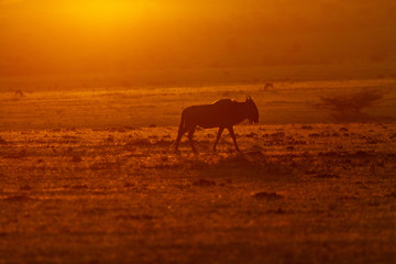 Silhouette of African Animals on the plains
