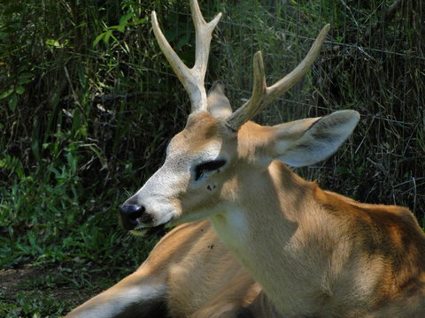 veado