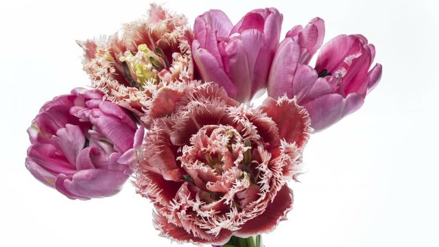 Timelapse of bright pink striped colorful tulips flower blooming on white background.