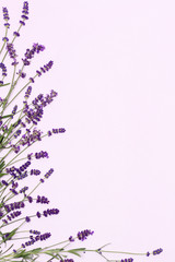 Beautiful frame of lavender flowers