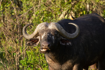 Naklejka premium Cape Buffalo chewing
