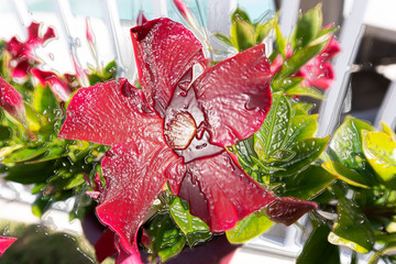 red flowers in the garden