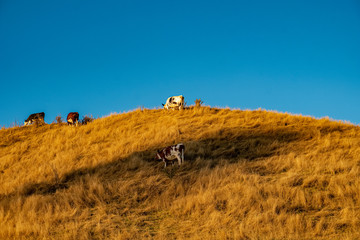 Obraz premium Dry farmland end of summer 