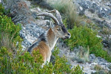 Macho montés sobre la vegetación de los cortados rocosos, en las sierras de Cazorla, Segura y Las Villas.