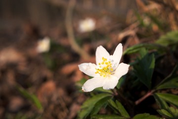 Closeup of anemone flower blossom in spring forest, evening light, blurred background