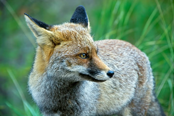 Zorro común o rojo habitante habitual en las sierras de Cazorla, Segura y Las Villas.