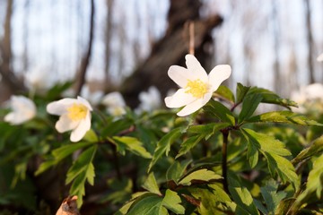 Closeup of anemone flower blossom in spring forest, evening light, blurred background