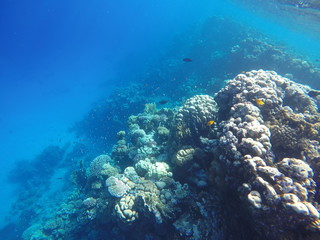coral reef with tropical fish
