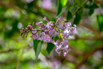 Syringa vulgaris violet purple flowering bush, groups of scented flowers on branches in bloom, common wild lilac tree