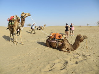 camels in the desert