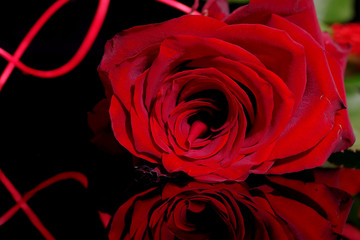 Red rose on black background - 332759551