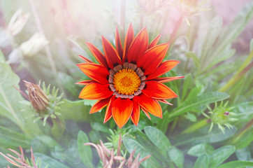 Red Gazania in full bloom on a flower bed. Selective focus