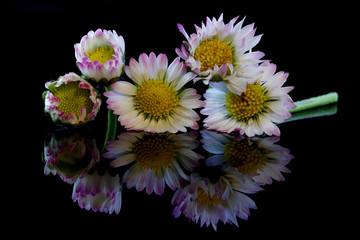 Five daisies on a black background - 332759559