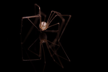 Spider on black background - 332759588