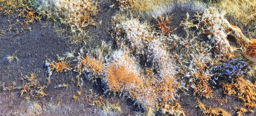 Large colonies of mold fungi. Microworld, mold in various manifestations on old wooden boards. Great background