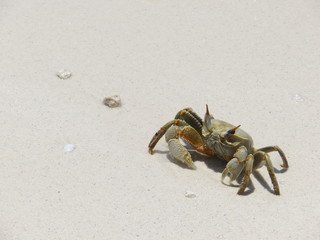 crab on the beach