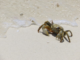 crab on the beach