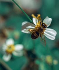 bee