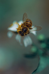 bee on a flower