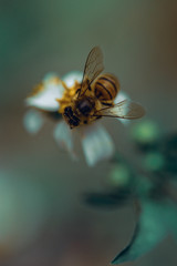 bee on flower
