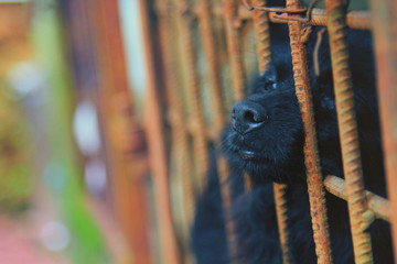 Fototapeta na wymiar Black colour puppy closeup