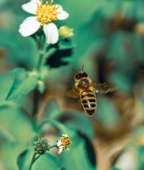 Bee flying to flower