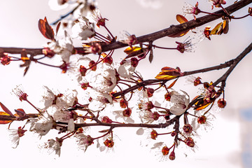 plum flowers