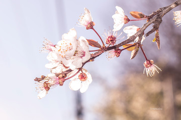 Plum flowers