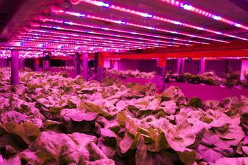 Special LED lights belts above lettuce in aquaponics system combining fish aquaculture with...