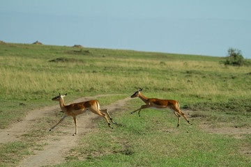 Impalas running on the african plains