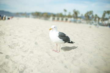 California