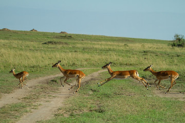 Impalas running on the african plains