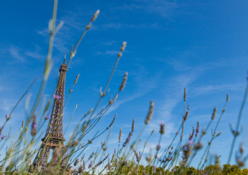 View of the Eiffel Tower from a Park with Grass and Trees During Summer