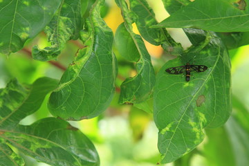 Greenish leafs, Green Background