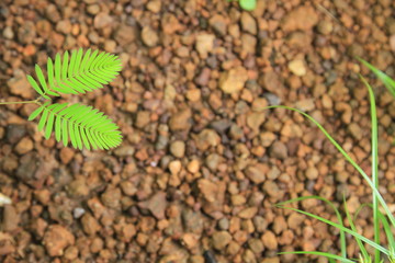 Leaf on the ground , Wallpaper leaf images