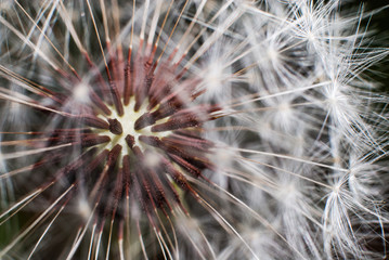 Dandelion seeds close-up view