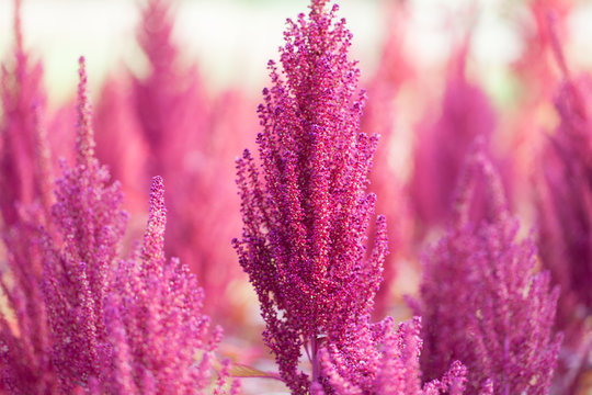 Meadow with flowering amaranths